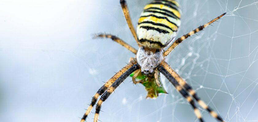 Yellow black crab spider on blurred background, copy space.