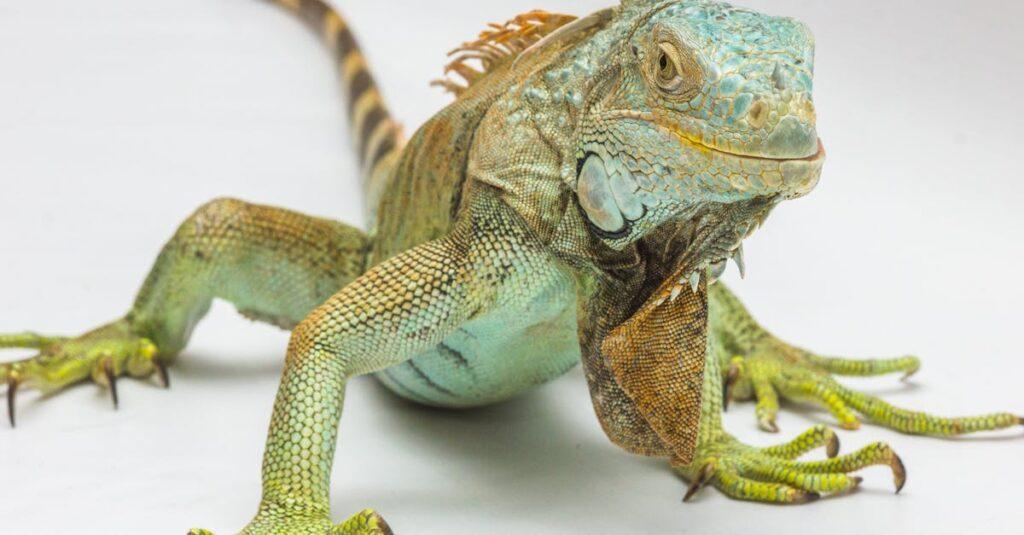 Comprendre les caractéristiques du passif-agressif découvrez le concept de comportement passif-agressif : une analyse des attitudes subtiles de résistance et de manipulation dans les relations interpersonnelles. apprenez à identifier ces signes, à comprendre leurs origines et à adopter des stratégies pour mieux communiquer et résoudre les conflits.