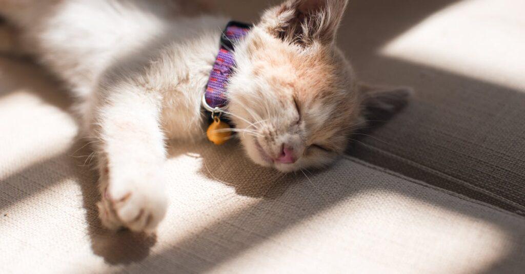 découvrez les significations mystérieuses derrière le rêve d'un ancien partenaire. plongez dans l'interprétation des rêves et explorez comment ces visions peuvent révéler des sentiments non résolus et des souvenirs nostalgiques.