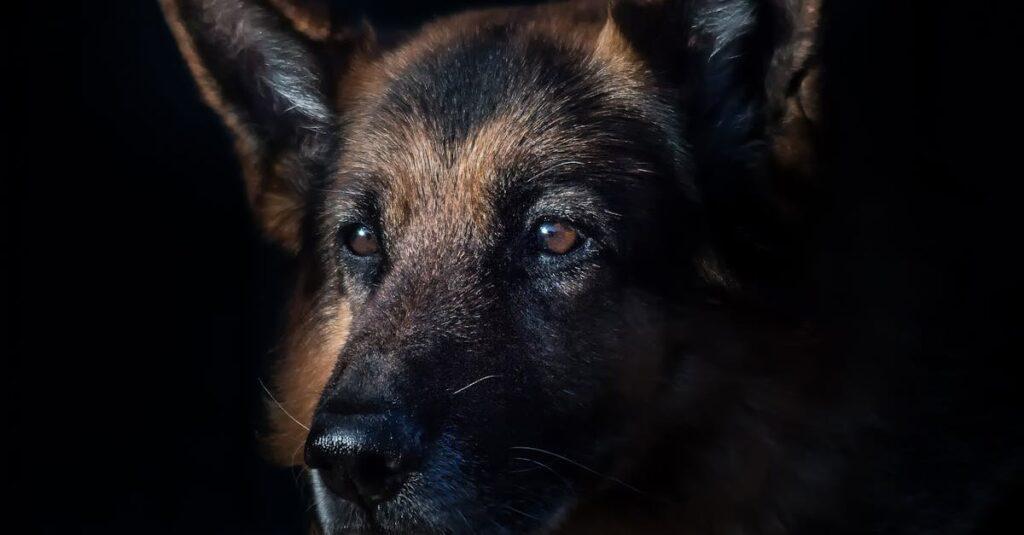 Loyauté familiale : quand amour et dépendance se mêlent et nous emprisonnent découvrez l'importance de la fidélité familiale dans le renforcement des liens intergénérationnels et la création d'un environnement harmonieux. apprenez comment les valeurs partagées et le soutien mutuel contribuent à la solidité des relations familiales.