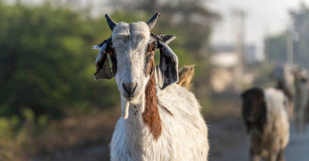 Dans les familles toxiques, comment l’enfant bouc émissaire est-il choisi ? découvrez le concept de 'scapegoat' ou bouc émissaire, une notion psychologique et sociologique qui désigne une personne ou un groupe sur lequel on rejette des responsabilités ou des fautes. explorez ses implications dans la société moderne, en entreprise et dans les relations humaines.