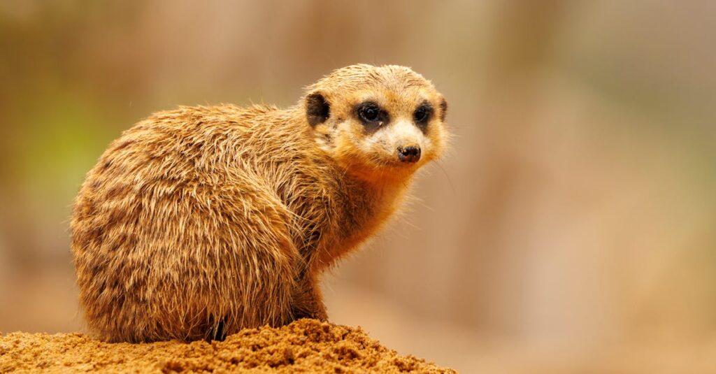 Mon enfant a un comportement tyrannique : comprendre les causes et trouver des solutions découvrez les comportements tyranniques, leurs signes et leurs impacts sur les relations personnelles et professionnelles. apprenez comment reconnaître et gérer les attitudes dominatrices pour instaurer un environnement plus sain et respectueux.