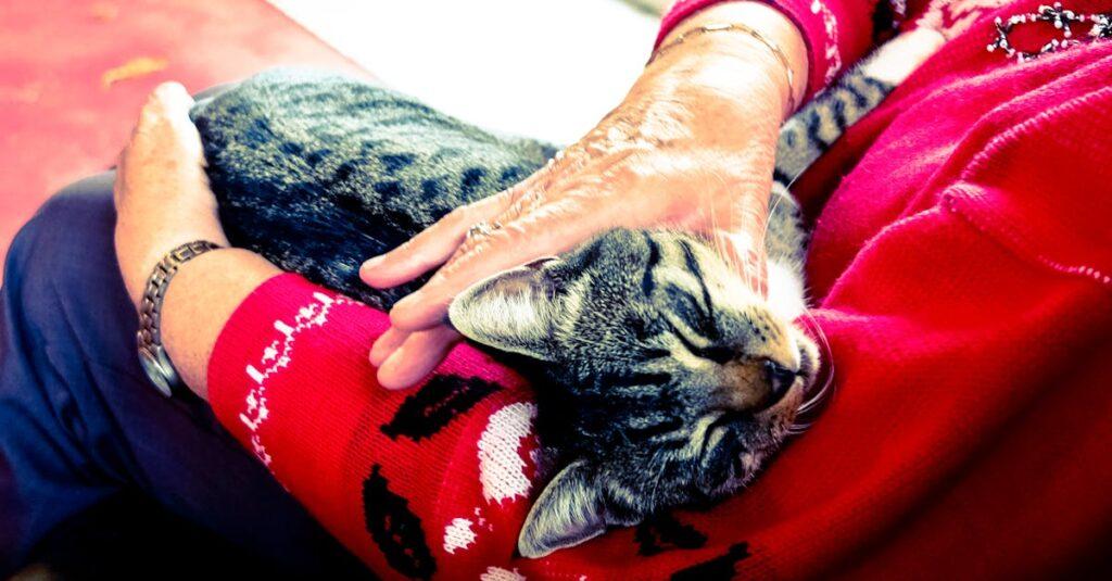 La ronronthérapie : un apaisement émotionnel grâce aux chats découvrez les bienfaits de la thérapie par les chats, une approche innovante qui utilise la compagnie apaisante de ces félins pour améliorer le bien-être mental et émotionnel. explorez comment les interactions avec les chats peuvent réduire le stress, favoriser la joie et apporter un soutien inestimable dans votre vie quotidienne.