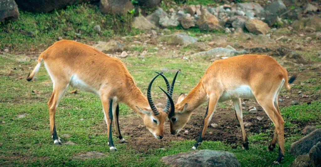 Trouble de l’adaptation : quand une situation nous dépasse découvrez le concept d'adaptation, un processus clé qui permet aux individus et aux organismes de s'ajuster aux changements de leur environnement. explorez les différentes formes d'adaptation, qu'elles soient physiques, comportementales ou culturelles, et comprenez leur impact sur la survie et l'évolution.