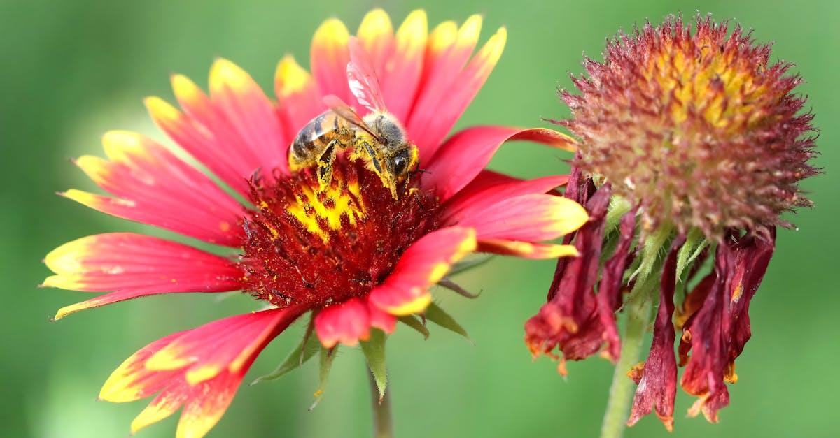découvrez tout sur la phobie des abeilles, une peur intense et parfois paralysante. apprenez à identifier les symptômes, comprendre les causes et explorer les traitements disponibles pour surmonter cette peur.