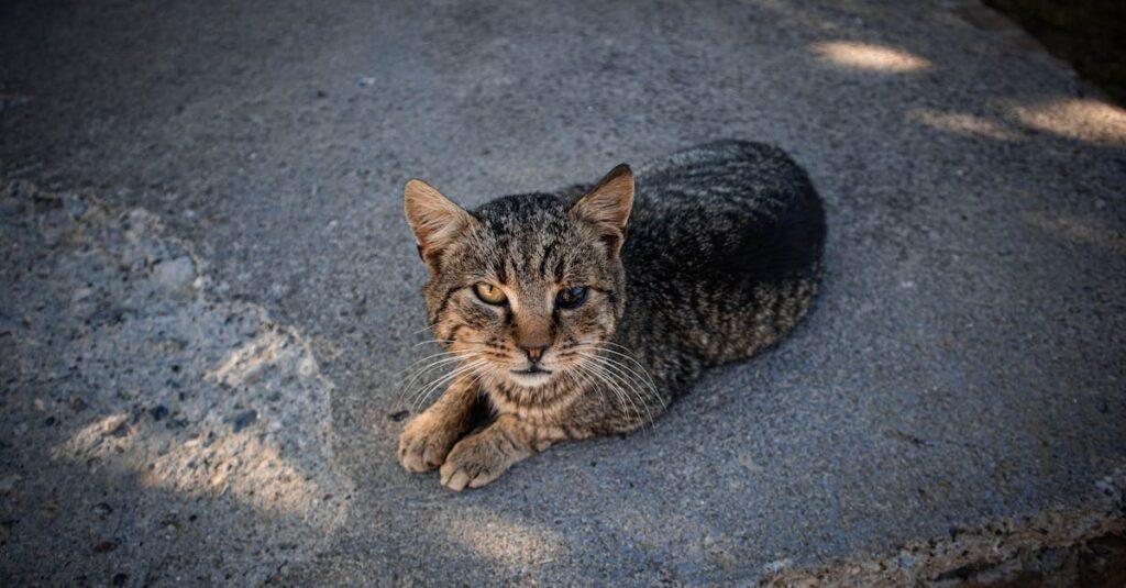 découvrez l'hypersensibilité émotionnelle, un état où les émotions sont ressenties intensément. apprenez comment gérer ces sentiments étendus, mieux comprendre vos réactions et explorer des stratégies pour vivre en harmonie avec cette sensibilité unique.