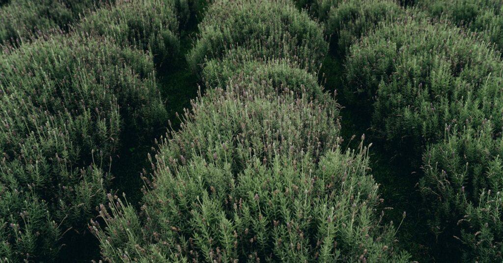 découvrez les meilleurs anxiolytiques naturels pour apaiser votre esprit et réduire le stress. apprenez comment des remèdes à base de plantes, des techniques de relaxation et des habitudes de vie peuvent vous aider à retrouver sérénité et équilibre, sans recourir aux médicaments chimiques.