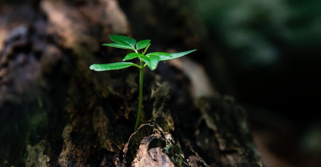 Les caractéristiques d’une personne résiliente découvrez le concept de résilience et son importance dans la vie quotidienne. apprenez comment développer cette qualité essentielle pour surmonter les défis, faire face aux adversités et en sortir plus fort.