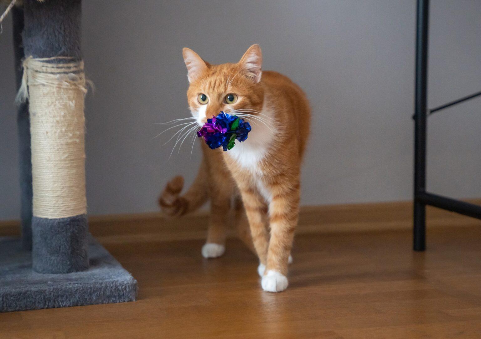 Tout savoir sur l’échopraxie : un guide complet pour mieux comprendre cette pratique. The orange cat carries a toy in its mouth. Captures playful or instinctual pet behavior