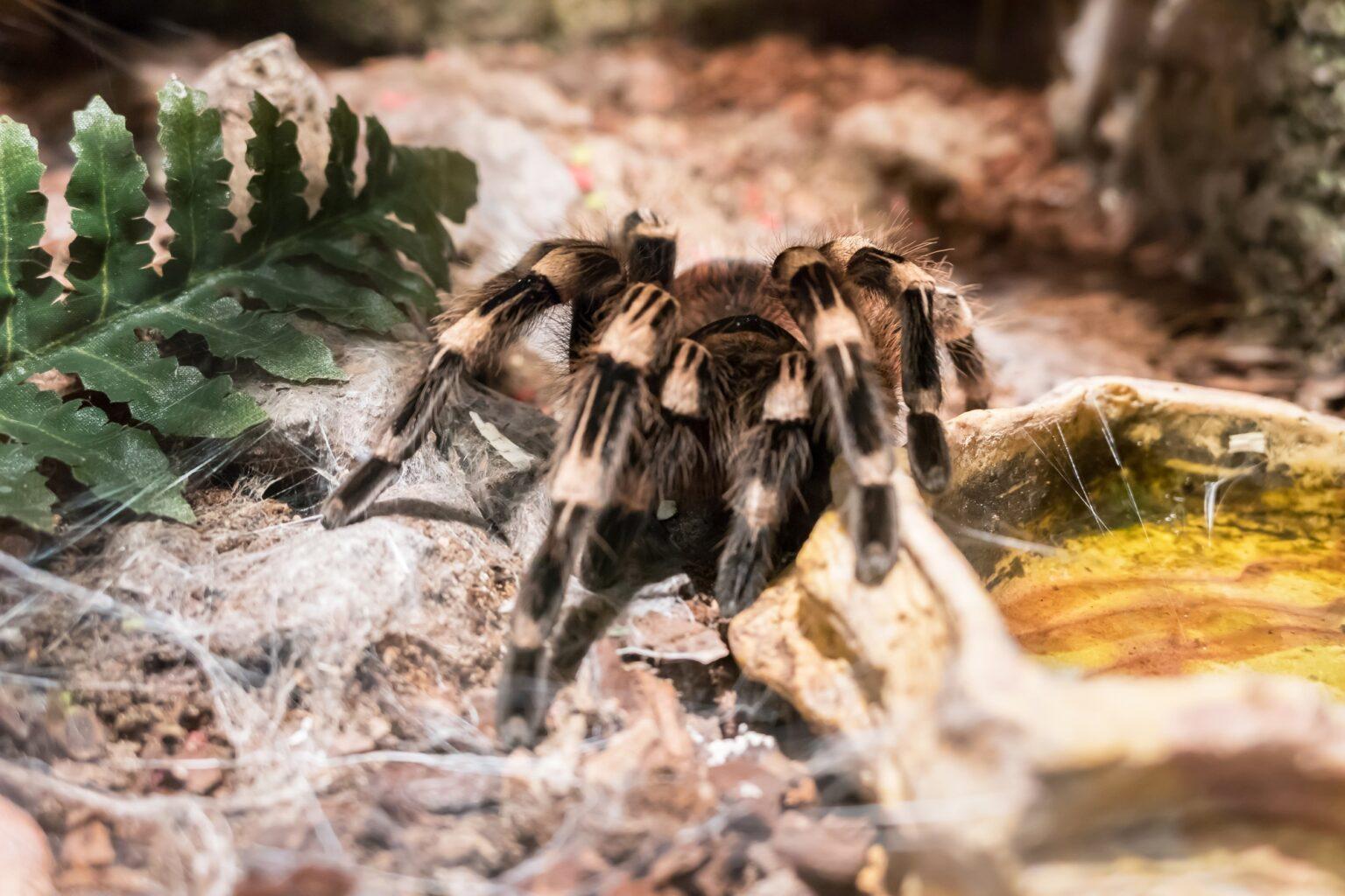 Comprendre l’ornithophobie : causes et solutions pour surmonter la peur des oiseaux Theraphosa stirmi