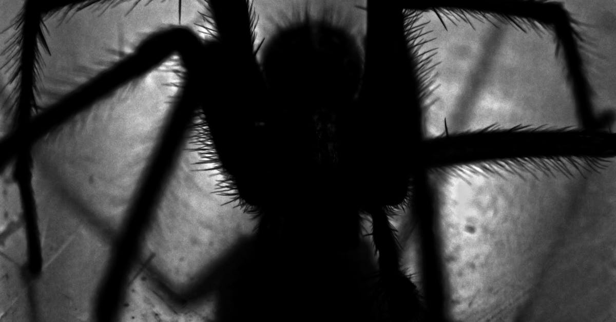 découvrez les origines, symptômes et traitements de l'arachnophobie, la peur irrationnelle des araignées. apprenez à surmonter cette phobie avec des conseils pratiques et des ressources utiles pour retrouver une vie sereine.