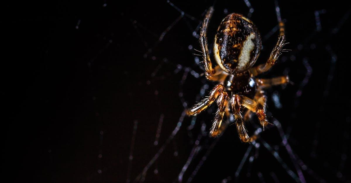 découvrez l'arachnophobie, la peur intense des araignées. explorez les causes, les symptômes et les traitements de cette phobie courante, ainsi que des conseils pour surmonter cette anxiété face aux huit pattes.
