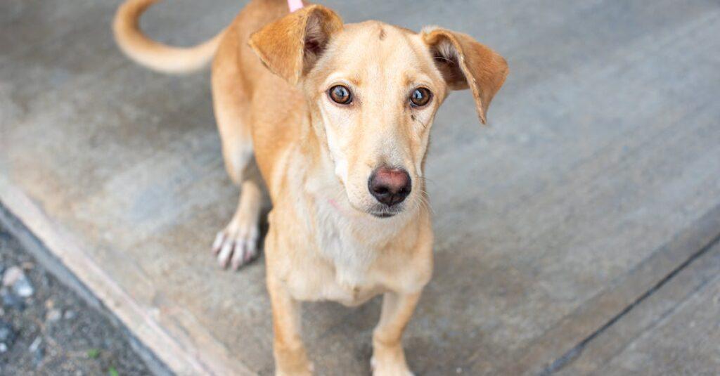 Comprendre la peur des chiens : causes et solutions pour surmonter cette phobie découvrez comment surmonter la peur des chiens avec des astuces pratiques et des conseils d'experts. apprenez à aider votre compagnon à quatre pattes à surmonter ses angoisses et à profiter d'une vie plus sereine.