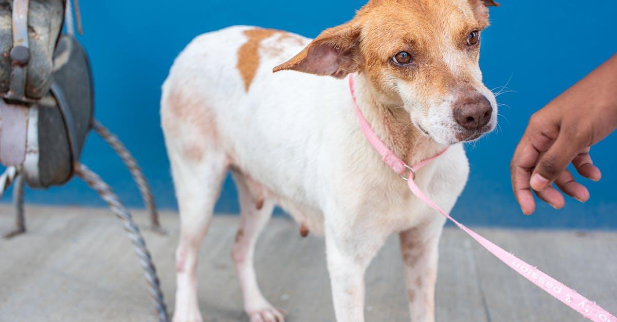 découvrez les causes de la peur chez les chiens et apprenez des techniques efficaces pour aider votre compagnon à surmonter ses angoisses. transformez la peur en confiance grâce à nos conseils pratiques.