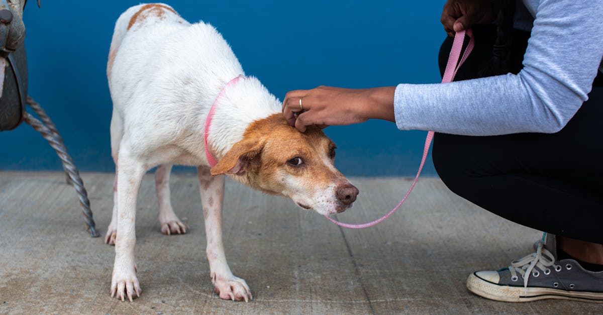 découvrez des conseils pratiques pour aider votre chien à surmonter sa peur, comprendre ses comportements et garantir son bien-être. apprenez à créer un environnement rassurant pour votre fidèle compagnon.