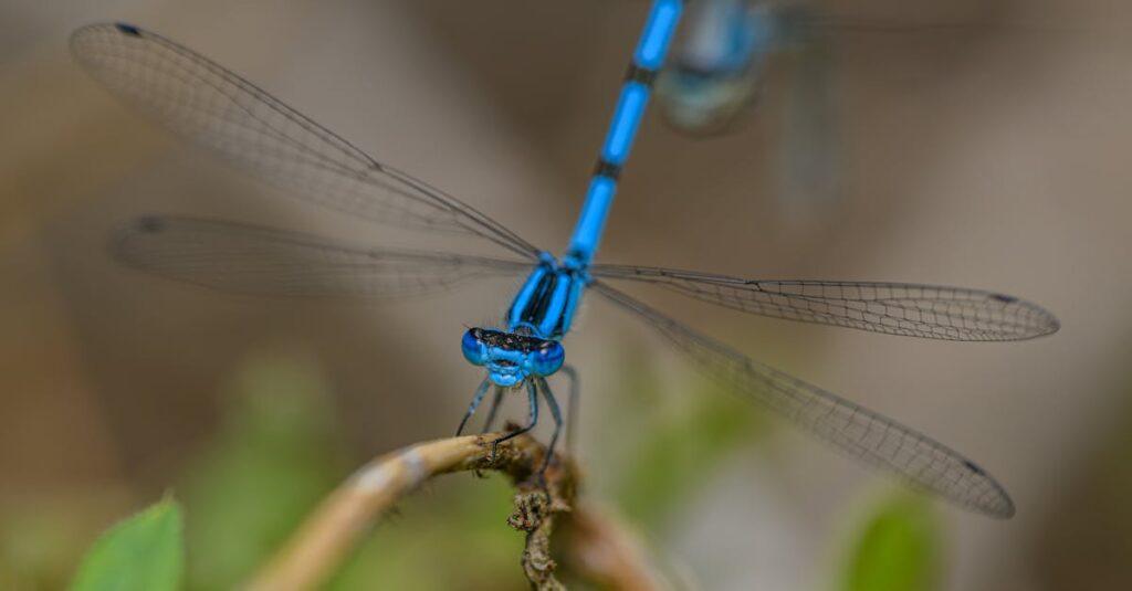 Le syndrome post-hallucinatoire persistant : comprendre ses symptômes et ses impacts en 2025 découvrez le syndrome post-hallucinatoire persistant, ses symptômes, ses causes et ses impacts sur la santé mentale. apprenez à mieux comprendre ce trouble rare et comment il peut affecter la perception et le comportement des individus.