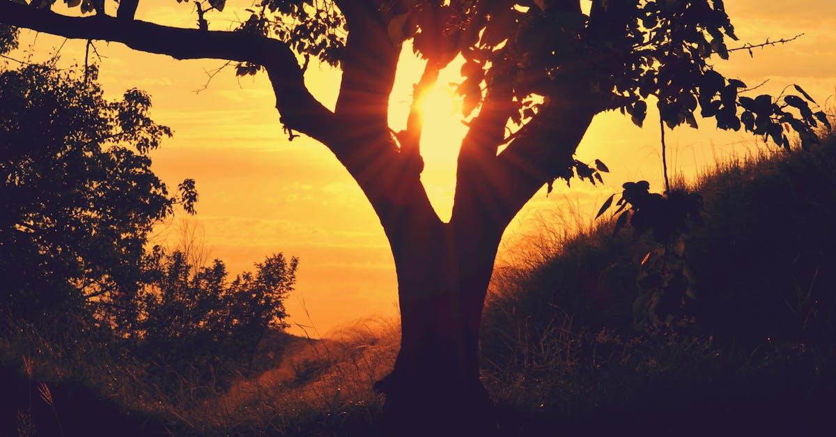 découvrez l'univers envoûtant de twilight, une saga romantique entre vampires et humains. plongez dans l'histoire passionnante de bella et edward, une romance pleine de suspense, de mystère et d'émotions intenses.