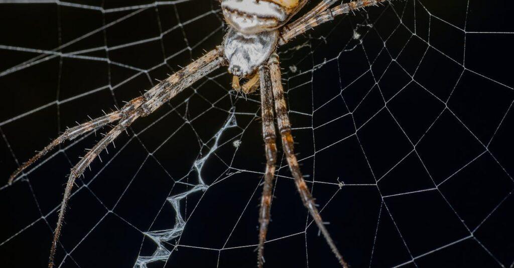 Comprendre la phobie de l’abandon et ses conséquences sur les relations personnelles découvrez la phobie de l'abandon, un trouble émotionnel qui affecte de nombreuses personnes. apprenez à reconnaître ses symptômes, ses causes et explorez des stratégies efficaces pour surmonter cette peur et améliorer vos relations interpersonnelles.