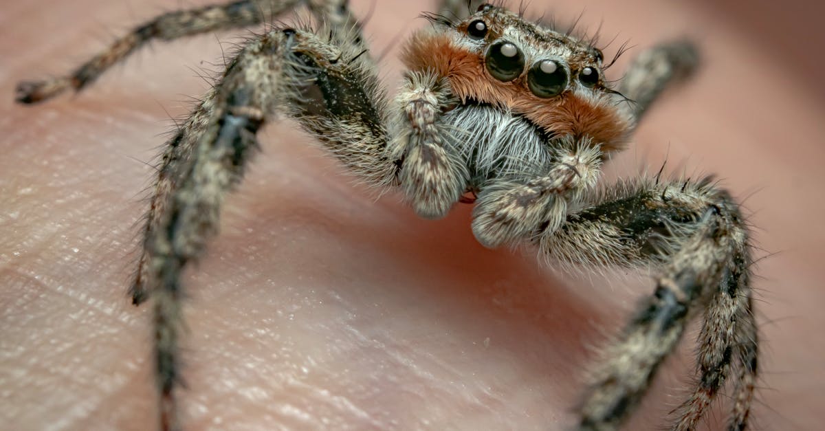 découvrez tout sur la phobie des araignées, également connue sous le nom d'arachnophobie. apprenez à reconnaître les symptômes, les causes et les méthodes de traitement pour surmonter votre peur des araignées.