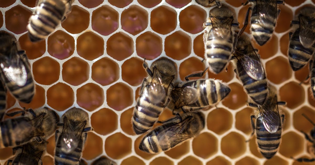 découvrez tout sur les abeilles : leur rôle essentiel dans la pollinisation, leur importance pour l’environnement et la biodiversité, ainsi que des conseils pour les protéger et favoriser leur présence dans votre jardin.