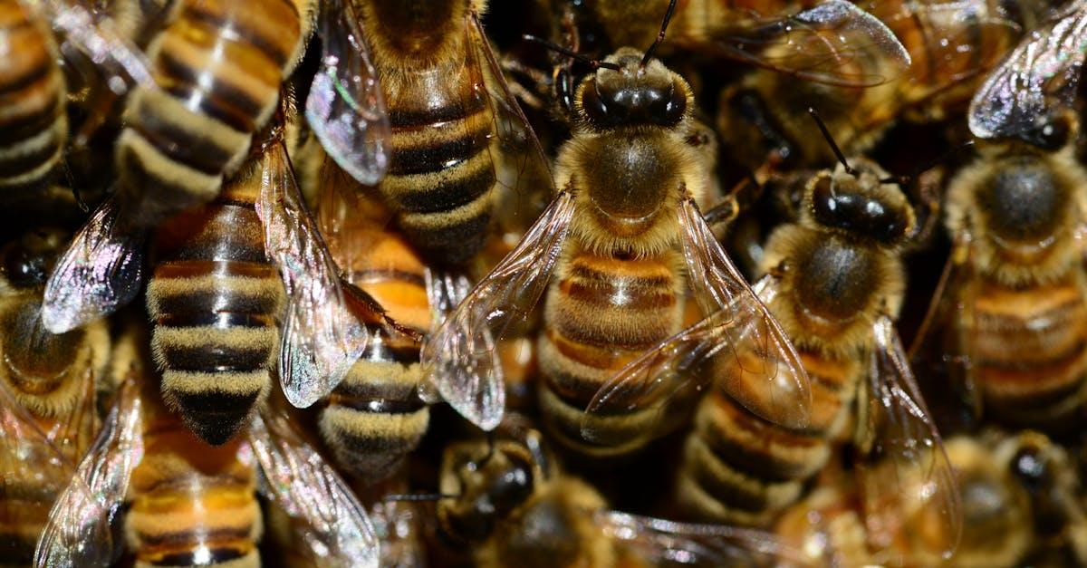 découvrez le monde fascinant des abeilles : leur rôle essentiel dans la pollinisation, leur organisation sociale, et des conseils pour les protéger dans notre environnement.