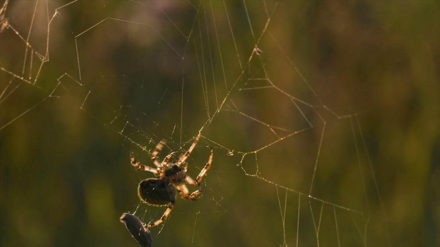 Close-up of spider with prey in summer meadow. Creative. Beautiful spider hunts insects for food