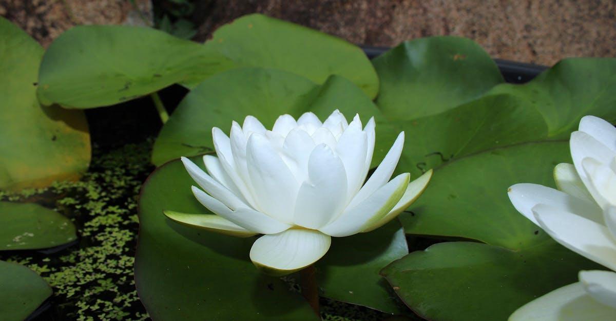 découvrez l'hypnose, une méthode naturelle pour accéder à votre inconscient, améliorer votre bien-être et favoriser des changements positifs. informations, techniques et conseils sur l'hypnose.