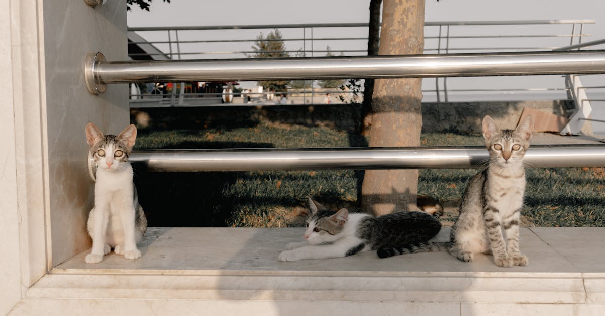 découvrez le concept de l'ami imaginaire : définition, rôle dans le développement des enfants, bienfaits, origines possibles et conseils pour les parents.