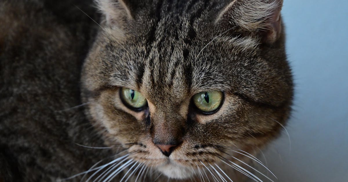 découvrez comment les amis imaginaires nourrissent la créativité et le développement des enfants, ainsi que leur rôle dans l’imaginaire et la vie émotionnelle des petits.