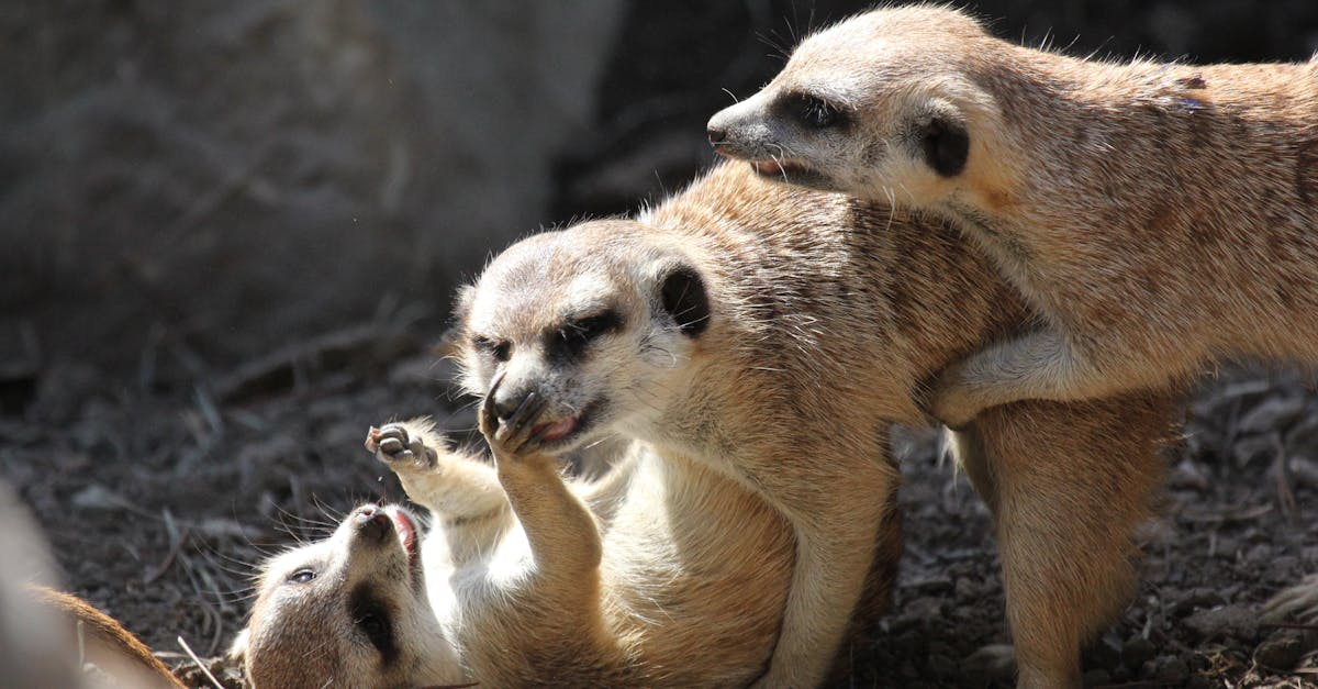 découvrez ce qu'est la phobie sociale, ses symptômes, ses causes et les solutions pour mieux la comprendre et la surmonter au quotidien.
