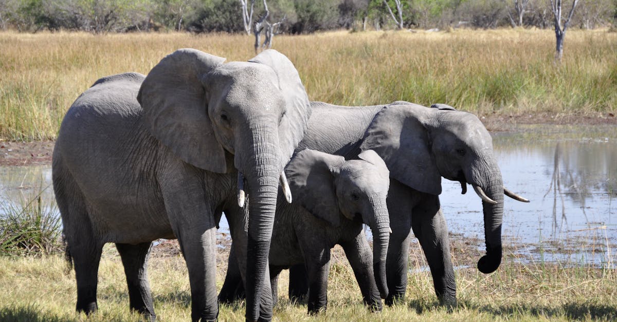 découvrez le concept du big five, un modèle reconnu de la personnalité basé sur cinq grands traits, utilisé pour mieux comprendre le comportement humain et la psychologie.