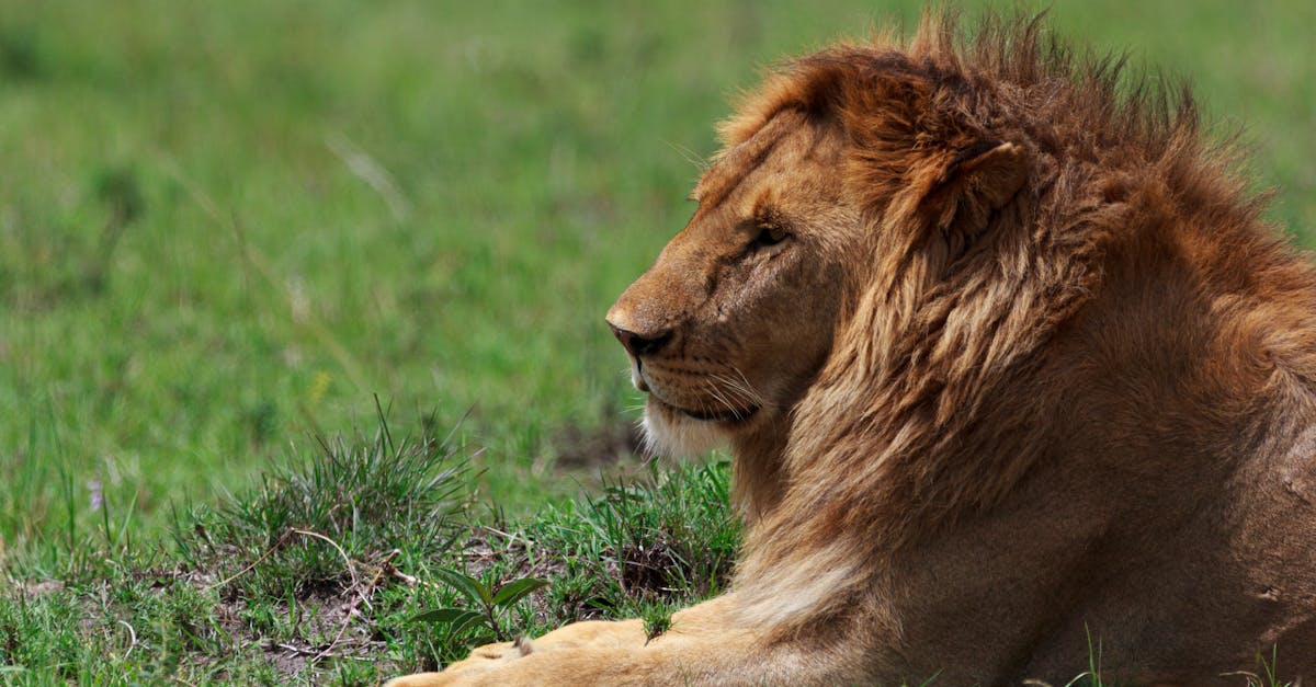 découvrez le big five : les cinq animaux emblématiques d'afrique, symbole de la faune sauvage et incontournables pour tout safari. apprenez à les reconnaître et leur importance dans l'écosystème africain.