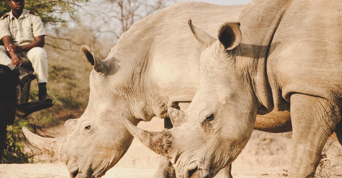 découvrez le big five, les cinq grands animaux emblématiques d'afrique : lion, léopard, éléphant, rhinocéros et buffle. apprenez leur histoire, caractéristiques et où les observer lors d'un safari.