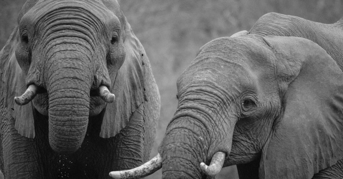 découvrez le big five, les cinq animaux emblématiques d’afrique : lion, léopard, éléphant, rhinocéros et buffle. apprenez leur histoire, leurs caractéristiques et où les observer lors d’un safari.
