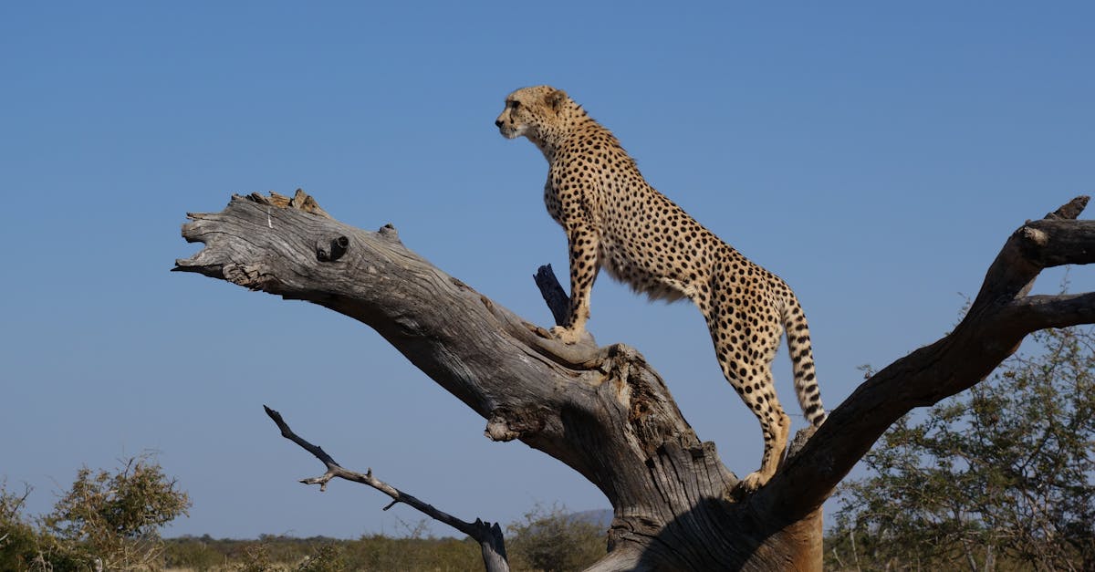 découvrez le big five, les cinq grands animaux africains emblématiques : lion, éléphant, buffle, léopard et rhinocéros. apprenez-en plus sur leur habitat, leur comportement et leur importance dans la biodiversité africaine.