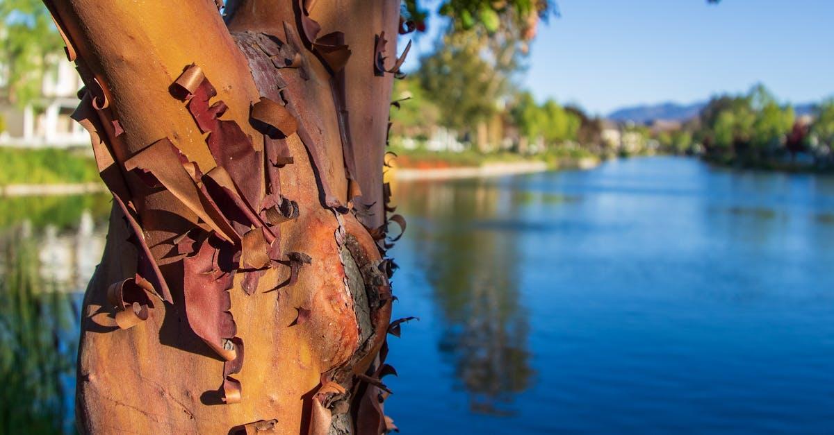 découvrez le cortex cérébral, la couche supérieure du cerveau impliquée dans des fonctions essentielles telles que la perception, la pensée, le langage et la prise de décision. explorez sa structure et son rôle dans le fonctionnement cognitif humain.