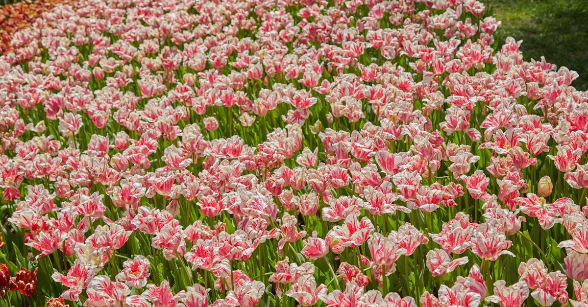 découvrez tout sur la mania : ses symptômes, causes, conséquences et traitements. informez-vous sur cette phase d’excitation pathologique souvent liée aux troubles bipolaires.