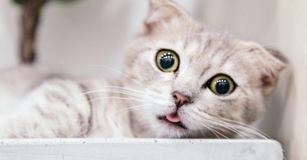 tout ce que vous devez savoir sur la possession d'un chat : conseils, soins, alimentation et bien-être pour un compagnon félin heureux.