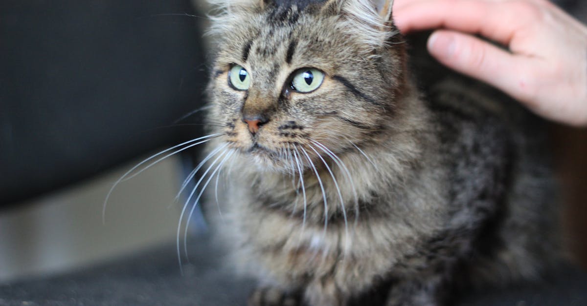 découvrez tout ce qu'il faut savoir sur la possession d'un chat : soins, alimentation, santé et conseils pour un compagnon félin heureux.