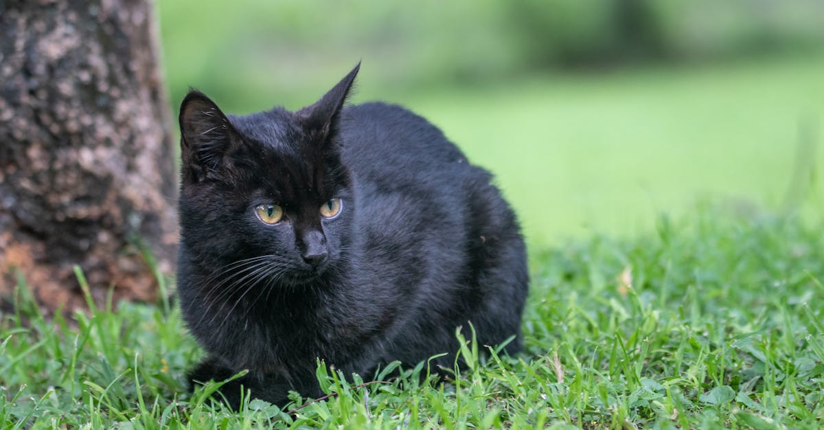 découvrez tout sur la possession d'un chat : conseils, soins, alimentation et bien-être pour offrir une vie heureuse à votre compagnon félin.