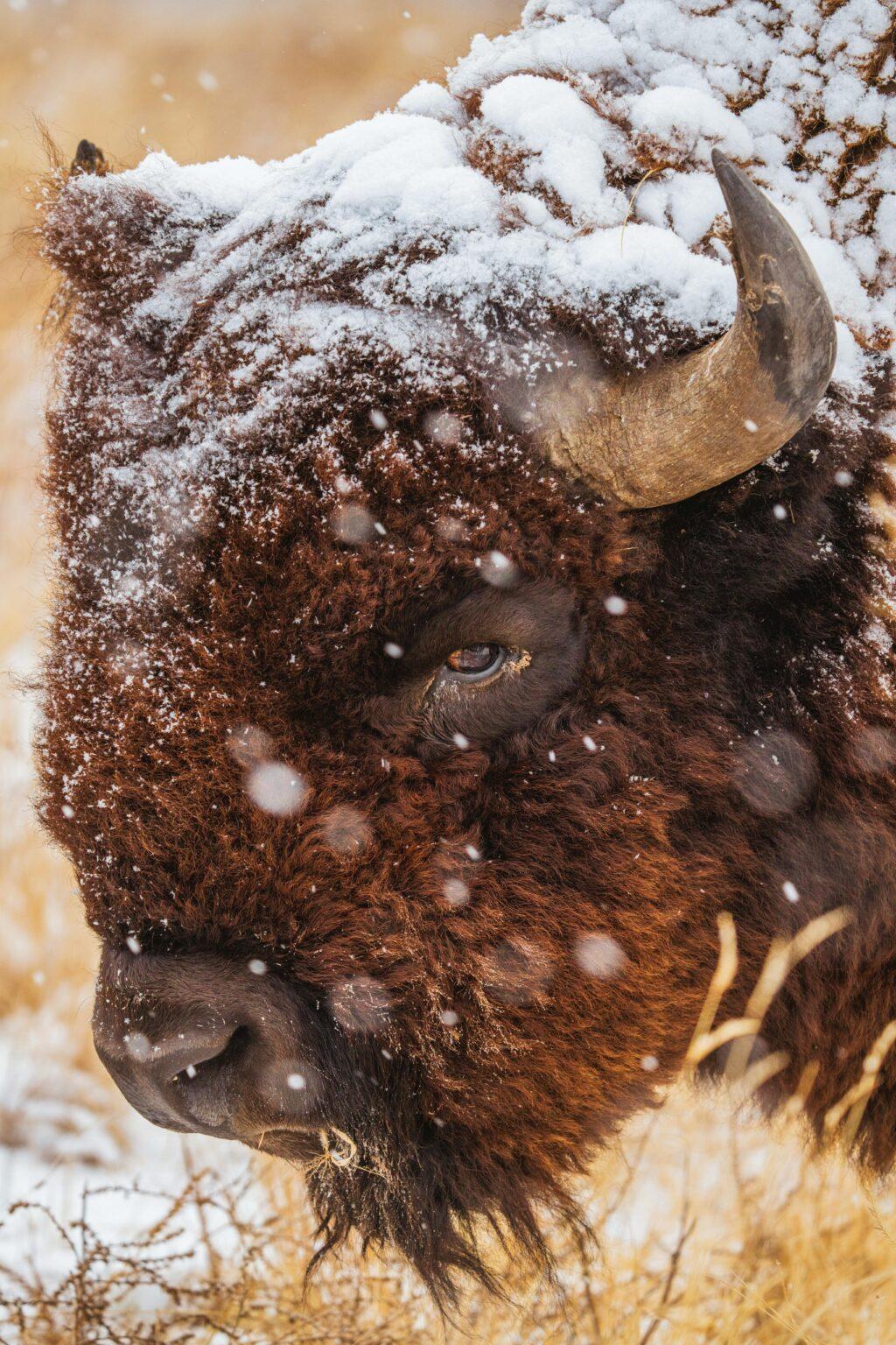 Close-up of a snow-covered bison in Commerce City, Colorado during winter.