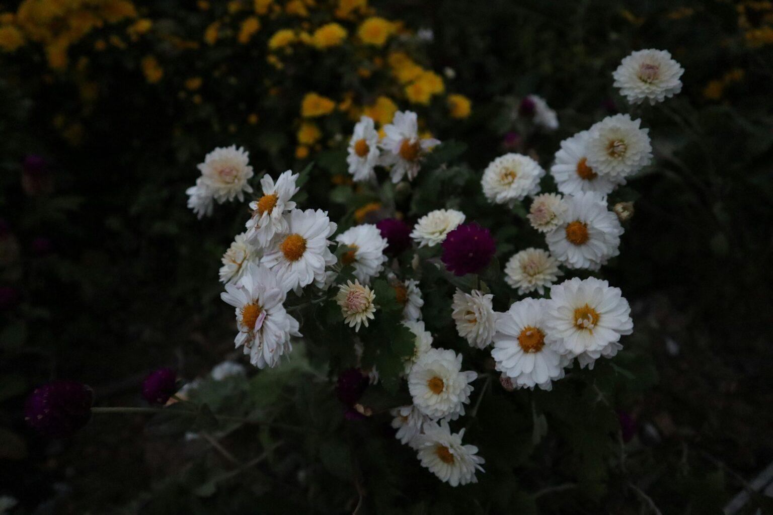 a group of flowers