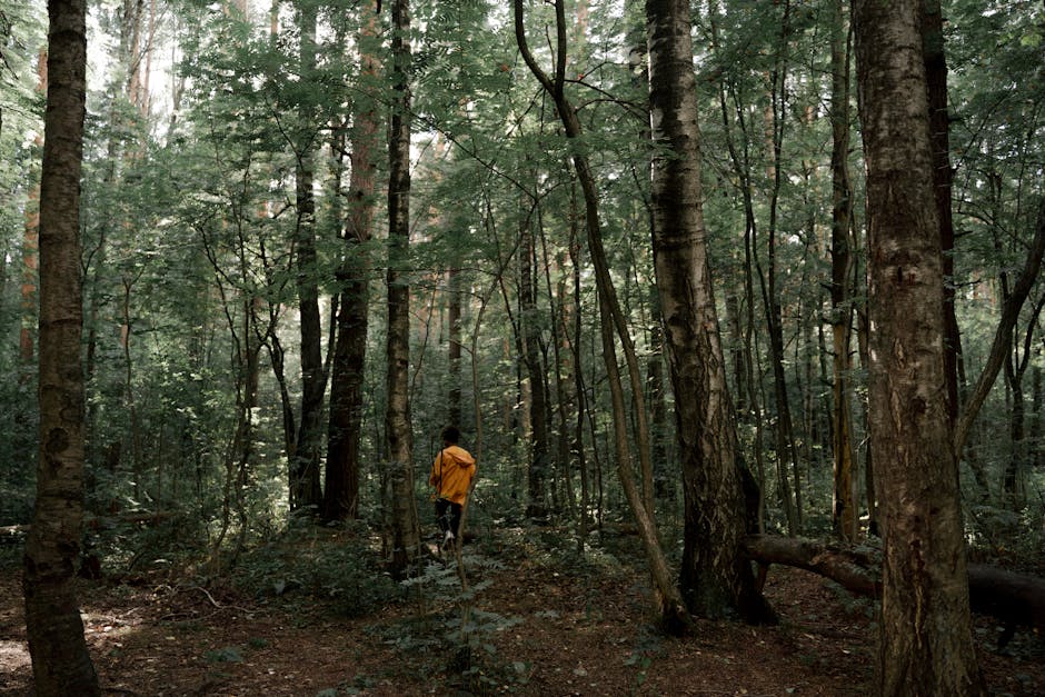 Person walking alone in a forest, contemplating nature