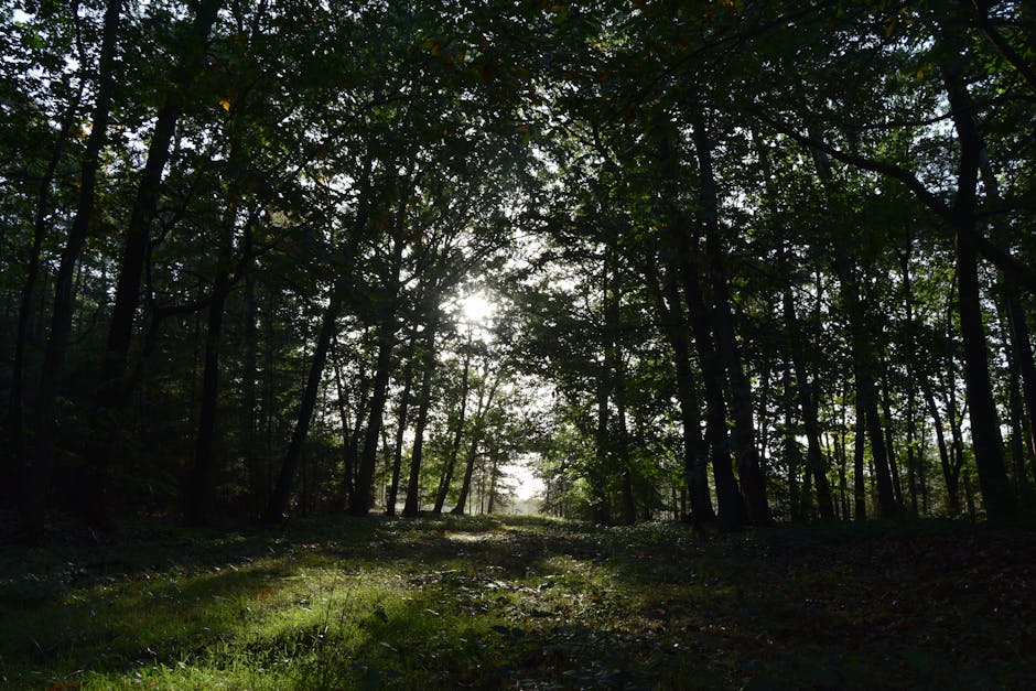 Sunlight filtering through trees in a forest