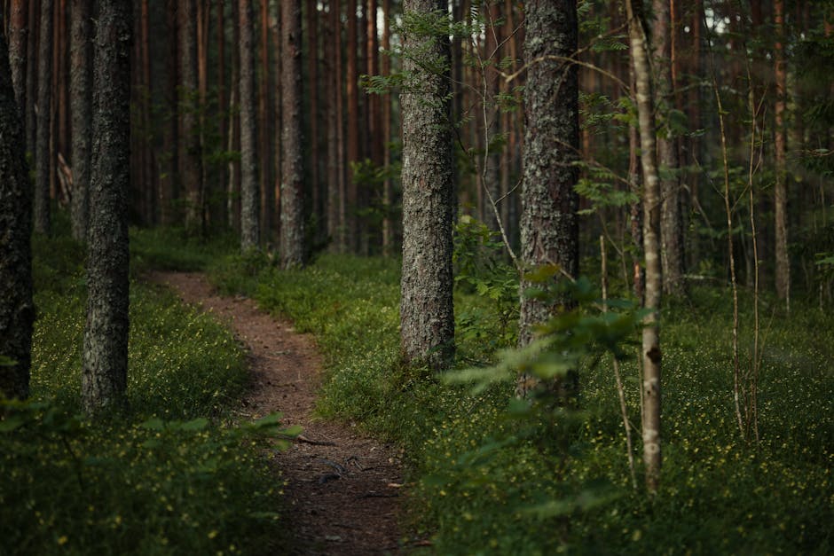 Person walking in a lush green forest trail