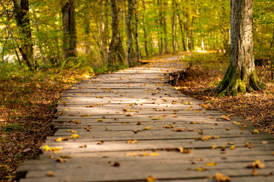 Peaceful forest path for mindful walking