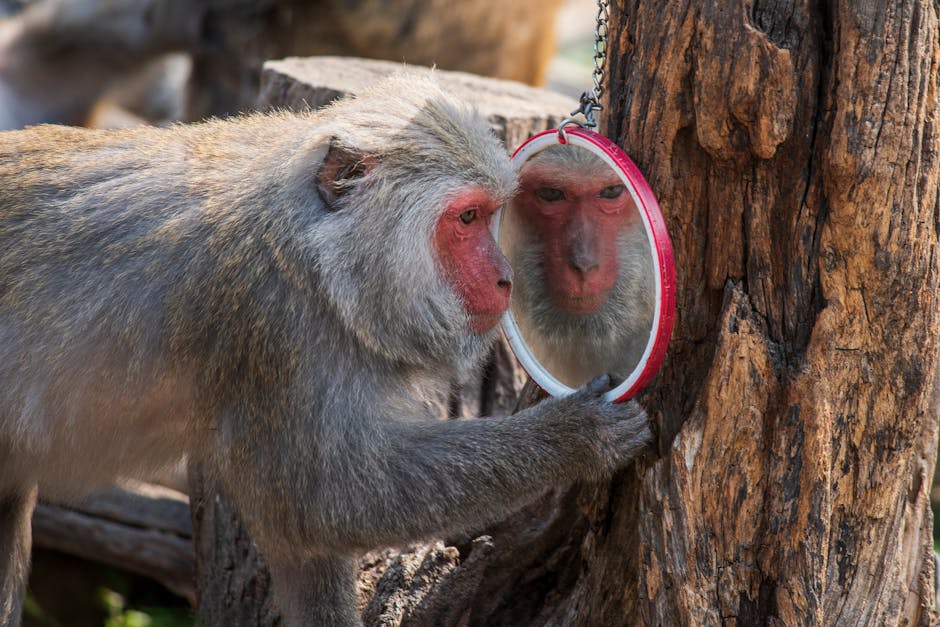 Macaque japonais observant son reflet dans un miroir en plein air, illustrant la conscience de soi chez les animaux.