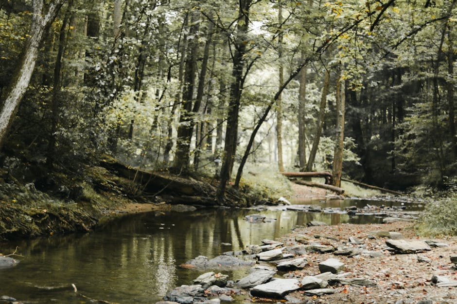Nature sounds meditation with forest and water ambiance