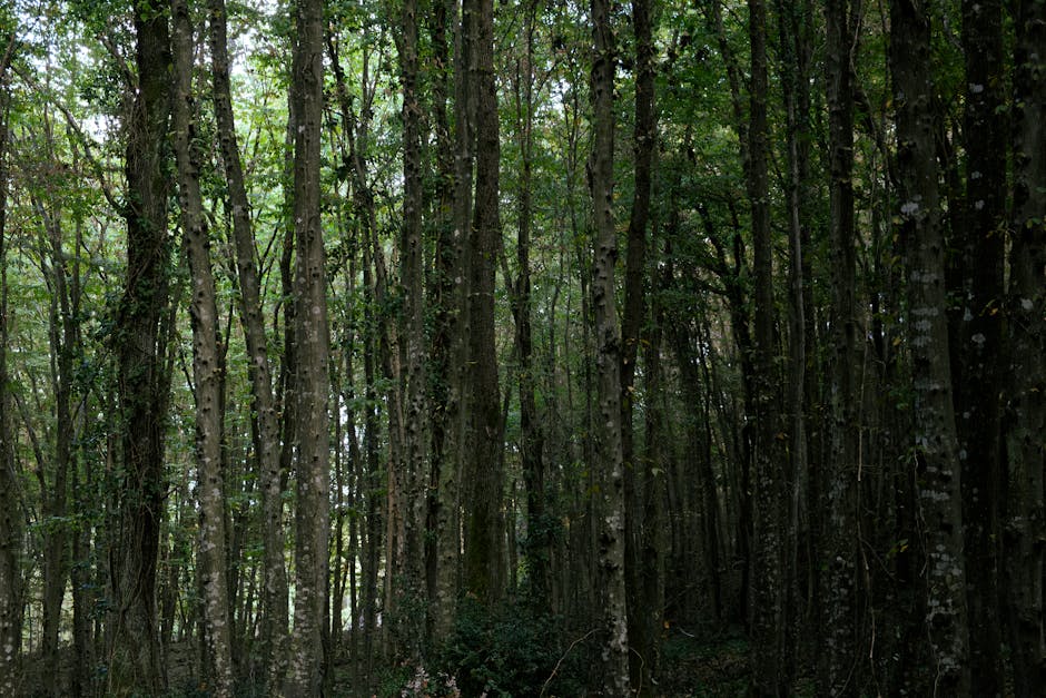 Dense forest with sunlight filtering through trees