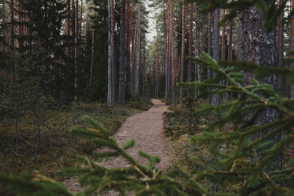 Person walking slowly on a forest path in mindful meditation